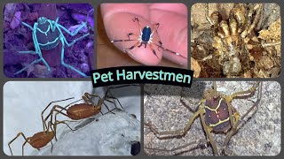 Pet Harvestmen vonones eurybunus dalquestia [upl. by Elonore605]