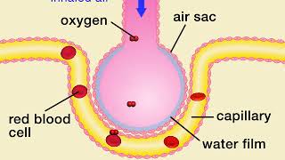 Animation 71 Gas exchange in air sacs [upl. by Bakerman901]