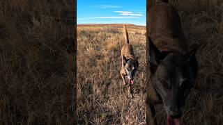 Human remains on high plains belgianmalinoisdog searchdog workingdog [upl. by Emirej]