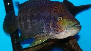 Very Aggressive Fish  The Growing Pains of keeping a Wolf Cichlid quotParachromis doviiquot [upl. by Miles]