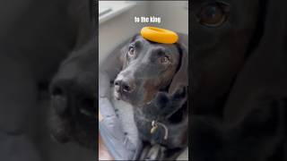 The one acceptation of this song memes ksi shorts funny dogs dog puppy [upl. by Ecinue215]