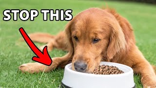 Stop Feeding Your Golden Retriever In A Food Bowl [upl. by Fe916]