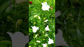 white flowers blooming in the garden shorts flowers viralvideo nature [upl. by Xenos]