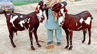 Bakra Mandi sahiwal ki update Top ki Bital Bakrian 03124058010 Altaf goat farm [upl. by Dott258]