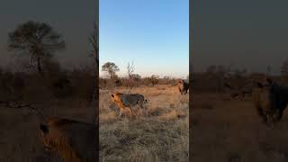 What happens when a Lion and a Rhino meet  Monwana Game Lodge [upl. by Yzeerb890]