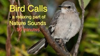 Bird Calls of Nature Sounds [upl. by Odlanra]