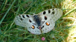 parnassius apollo  butterflies of Greece [upl. by Corry]