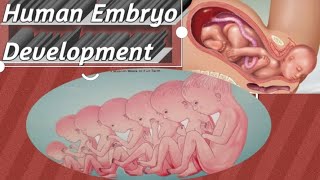 quotThe Incredible Process of Human Embryo Development Step by Stepquot  Embryogenesis [upl. by Vaclav191]