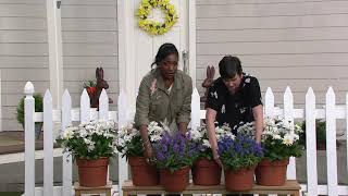 Cottage Farms 4Piece Perpetuals Everblooming Shasta Daisies on QVC [upl. by Fechter]