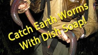 Catch earth worms with dish soap [upl. by Rame]