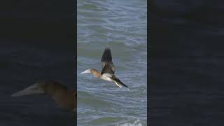 Gannet takeoff gannet australia queensland birds wildlife ​⁠nikonaustralia [upl. by Dulla800]