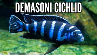 How to Keep the Most Aggressive African Cichlid the Demasoni Cichlid [upl. by Atiras282]