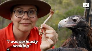 Catching Australias Biggest Bird Of Prey  The Secret Lives Of Our Urban Birds [upl. by Volkan]