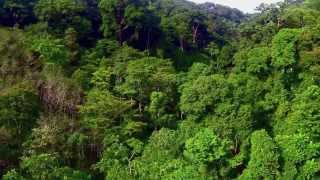 Flying in the rainforest South East Asia [upl. by Byrle]