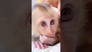 After bathing the Bibi monkey is dried and groomed by his mother [upl. by Basham]