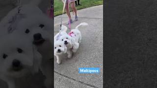 Bit my nose off maltipoo maltipoos rescuedandloved rescuedoglove puppy [upl. by Eibloc]