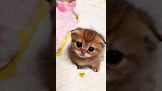 Cuddliest Kittens EVER😍 shorts kittens [upl. by Amikat]