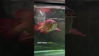 Komunitas Ikan Channa Koleksi Ikan Predator bosbosqu fishlovers ikanpredator ikanhias [upl. by Ticknor]