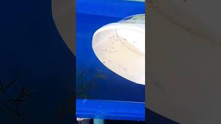 Jet black Guppy Babys Tank Setup jetblack guppyfish viral shortsviral youtubeshorts shorts [upl. by Eniac]