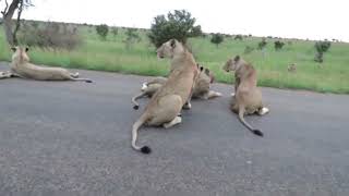 Beautiful Lion Pride at Satara Kruger  14 January 2024 [upl. by Norita]