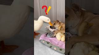 Ducks suspect that dogs steal ducklings （Click to watch the full video） [upl. by Mateo]