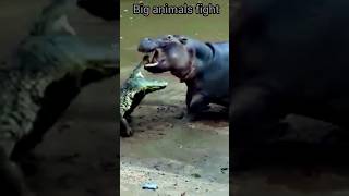 Crocodile vs hippo animals crocodile hippo shorts [upl. by Ainud651]