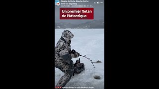 VIDÉOJOURNAL  22 janvier  le premier flétan de l’Atlantique de la saison [upl. by Cerf]