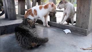 Cats Ridiculous Fight [upl. by Hollyanne]