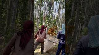 Arecanut harvesting amp Catching in Arecanut catcher youtubeshorts arecanutfarming [upl. by Miles]