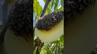 Rice season coming let harvest honeycomb harvesting bee beehive honey honeyfarm [upl. by Garnet349]