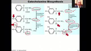 Lec8 Adrenal Hormones Slides127142 Tri [upl. by Haizek411]