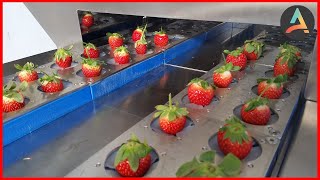 Amazing Fruit Processing Machines And Processes [upl. by Weixel917]