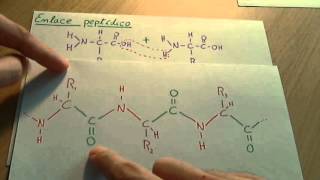 Aminoácidos  Biología proteinas [upl. by Ahsenom]