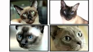 Tonkinese Cat 101 by Animal Planet [upl. by Shabbir328]