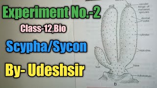 Experiment No2  Class12 Biology  ScyphaSycon [upl. by Oiratnom]