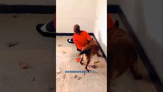 Dogs better than humans shorts dog help honestdog pets pethonesty [upl. by Kristof]