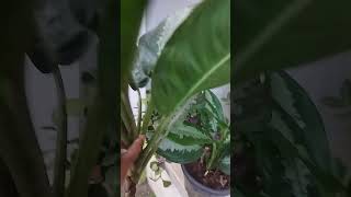 Aglaonema plantshort videoaglaonema plantdifferent varieties ofaglonima plantbeautiful leaves [upl. by Warrick164]