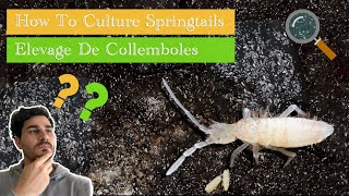 How to Culture Springtail  Elevage de Collemboles [upl. by Anyg]