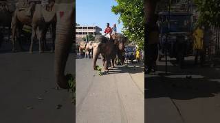 Hathi Mere Sathi shortvideo animals shortsfeed youtubeshorts 2024 [upl. by Oramlub494]