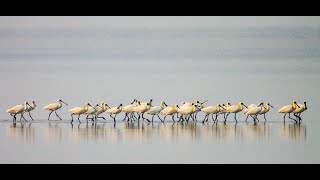 【台江】台江國家公園線上直播  七股賞鳥亭黑琵影像｜【Taijiang】Qigu Blackfaced Spoonbill Watching Pavilion Live Stream [upl. by Berkshire]