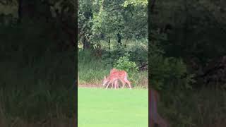 Playful deer babies outside my window viral animals shorts trending recommended [upl. by Yaner]