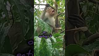 Monkey Loves Naturopathy monkeybandarmonkeyactionsfunnymonkeymankey naughtymonkeyshorts [upl. by Severen]