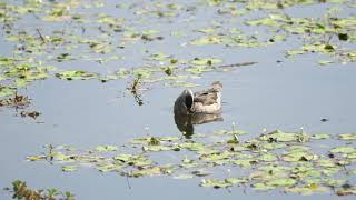 Cotton Pygmygoose 棉鴨  C0293 [upl. by Craner]