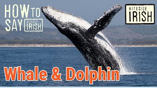 How to say Whale amp Dolphin in Irish bitesizeirish [upl. by Nacul]