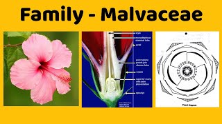 Family Malvaceae Economic Importance of Family Malvaceae [upl. by Reldnahc]