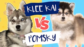 Pomsky VS Alaskan Klee Kai [upl. by Neelrac542]