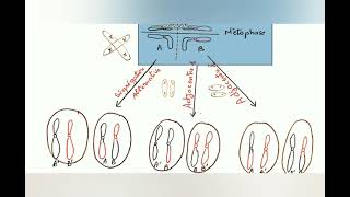 les anomalies chromosomiques de nombre et de structure cytogénétique [upl. by Ydne789]