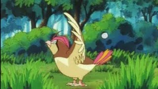 Ash Atrapa A Pidgeotto [upl. by Ahsei]