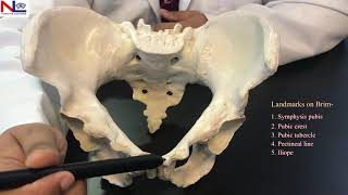 Female Pelvis  Practical Explanation  English  Nursing Lecture [upl. by Donald]