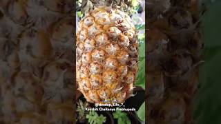 Pineapple perennial plant of the family Bromeliaceae and its edible fruit🍍organic agriculture [upl. by Anelyak]